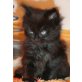 BLACK  BEAUTY, Maine Coon - Katze