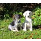 BLACKY & BONNY, Österreichische Pinscher Mix Welpen Welpen - Rüde