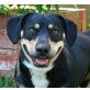 BLACKY, Dackel-Brackenmix - Rüde