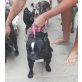 BLACKY, Französische Bulldogge - Rüde