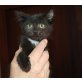 BLACKY, Katzenbaby - Katze