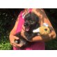 BLACKY, Kleinbleibender Mischlingswelpe Welpen - Rüde
