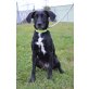 BLACKY, Labrador-Mischling - Hündin