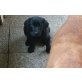 BLACKY, Labrador Retriever Welpen - Hündin