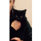 BLACKY, Langhaarmix, sehr verschmust - Kater