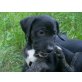 BLACKY, Mischling,Pflegestelle Nö Welpen - Hündin