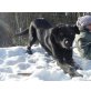 BLACKY der Kinderfreund, Labrador - Mix - Rüde