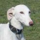 BLANCA, Galga - Hündin