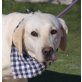 BLANCA - Linares, Labrador Retriever Mix, kastriert - Hündin
