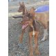 BLANCA, Podenco Mischling, verspielt, lieb - Hündin