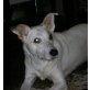 BLANCHE, Mix - Rüde