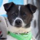 BLANCO - Ubeda, Jack-Russell-Mischling , kastriert - Rüde