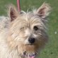 BLANQUI - Linares, Westie-Mix, kastriert - Hündin