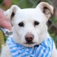 BLANQUITA - Ubeda, Terrier-Mischling - kastriert - Hündin