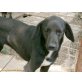 BLEK, aufgeschlossen und freundlicher hundemann  - Rüde