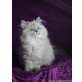 BLH / Hihglander, Britisch Langhaar - Kater