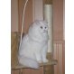 BLH-Perser. - Katze
