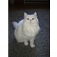 BLH-Perser. - Katze