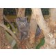 BLH-Scottish Fold Kitten. - Katze