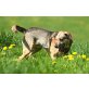 BLOKI, rücksichtsvoller Cattledog-Mischling - Rüde