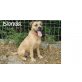 BLONDA.. supertolle Schnauzer-Boxer-Hündin!, Schnauzer-Boxer - Hündin
