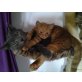 BLUE, bh und blue point - Kater