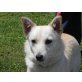 BLUNA 2, Pflegestelle Niederösterreich, Corgi-Mix - Hündin