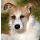 BOBBY 11 - Pflegestelle Österreich, Terrier-Mix - Rüde