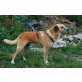 BOBBY 14, Pflegestelle Wien, HERZLOS ENTSORGT - Pinscher-Mix - Rüde