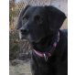 BOBBY 16, Pflegestelle Niederösterreich, Idealer Begleiter! Älterer Labradormix - Rüde