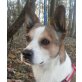 BOBBY 6, Pflegestelle Linz/Leonding, Spitz Mix - Rüde
