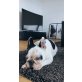 BOBBY, Französische Bulldogge - Rüde