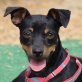 BOBBY - Ubeda, Zwergpinscher-Mischling - kastriert - Rüde