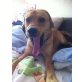 BOBO, Schmusiger Labradormix - Rüde