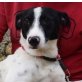 BOBO - Ubeda, Spanischer-Jack-Russell-Terrier, kastriert - Rüde