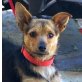 BODI - Ubeda, Pinscher-Mischling, kastriert - Rüde