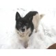 BODO 6, Pflegestelle Burgenland, Ccharakervoller Oldie sucht Verwöhnplatz! - Rüde