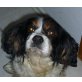 BODO 7, Pflegestelle Steiermark, verschmuster Cavalier-King-Charles Spaniel - Rüde