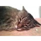 BODO, Hauskatze - Kater