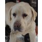 BOGGY, Pflegestelle Burgenland, wurde ausgesetzt - Labrador - Rüde