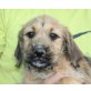 BOGIE, Boxermix, Pflegestelle Innsbruck Welpen - Hündin