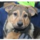 BOJO, Pflegestelle Wien bzw. Burgenland, Schäfer-Berner Sennenhundmix Welpen - Rüde