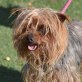 BOLI - Linares, Yorkshire-Terrier, kastriert - Rüde
