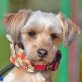 BOLITA - Linares, Tibet Terrier Mix - kastriert - Hündin