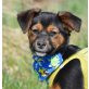 BOLO, Mischling kleinbleibend, unkastriert Welpen - Rüde
