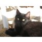 BOMBÓN - NOTFALL , Langhaar-Mix - Katze