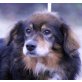 BOMMEL, Pflegestelle Niederösterreich, Liebenswerter Hundeopi - Rüde