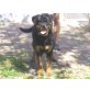 BOND, Rottweiler - Rüde