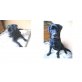 BONGO, Labrador-Mischling - Rüde