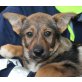 BONIE, Pflegestelle Wien bzw. Burgenland, Schäfer-Berner Sennenhundmix Welpen - Hündin